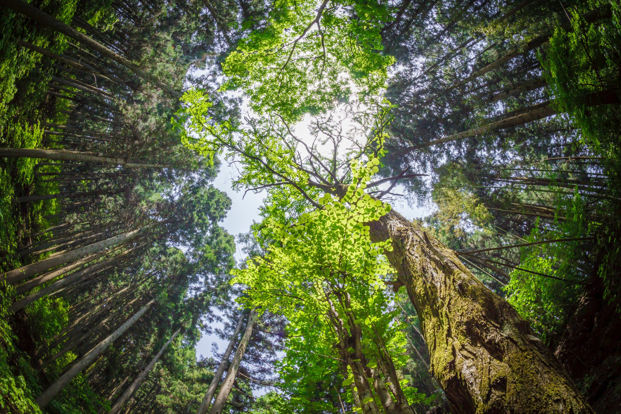 Looking up into a lush green forest canopy
