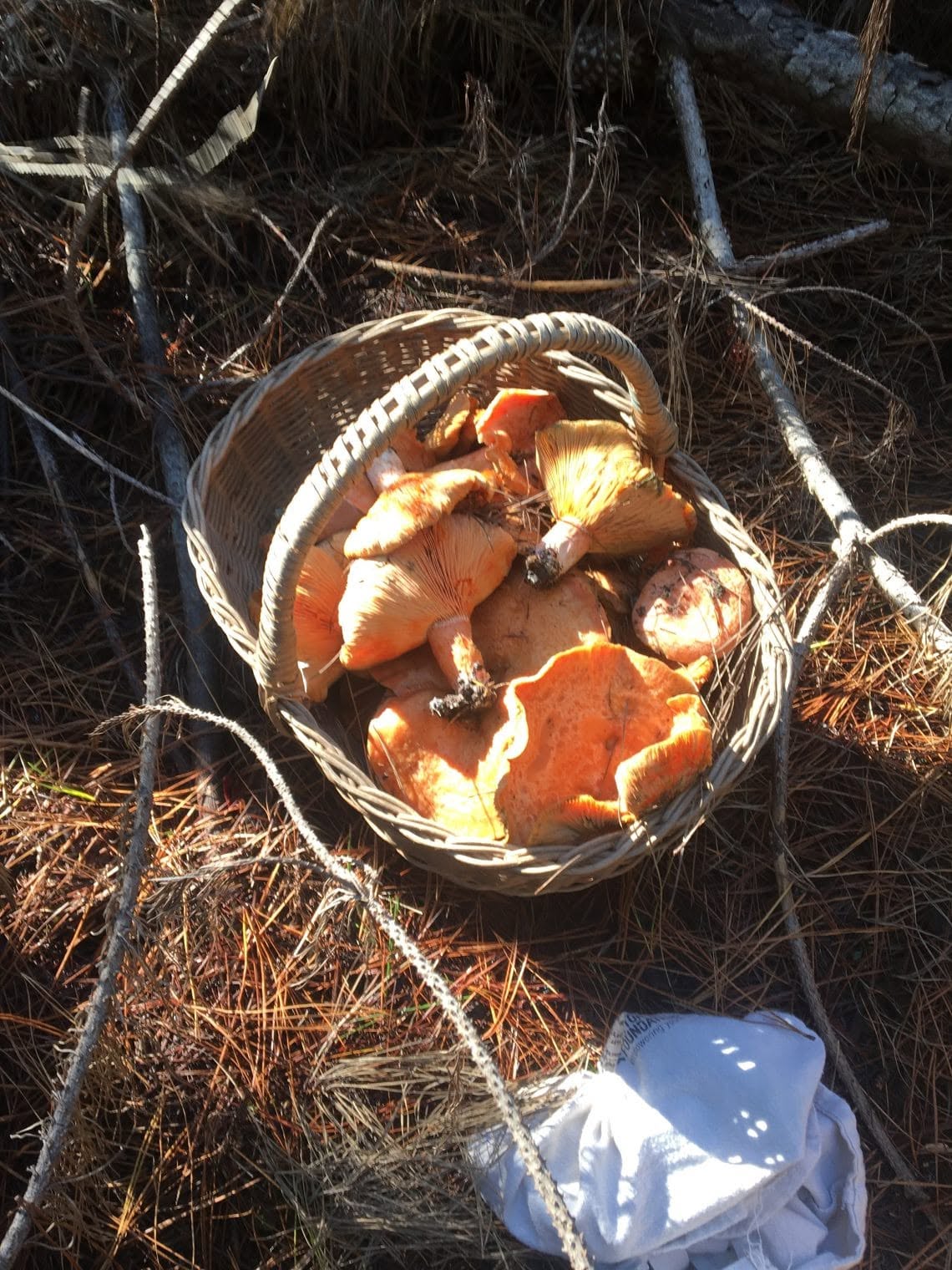 A basket filled with saffron milkcap mushrooms gathered among pine needles